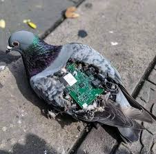 A detailed photo of a dead rock pigeon on a concrete sidewalk with a green printed circuit board visible in its open chest cavity.